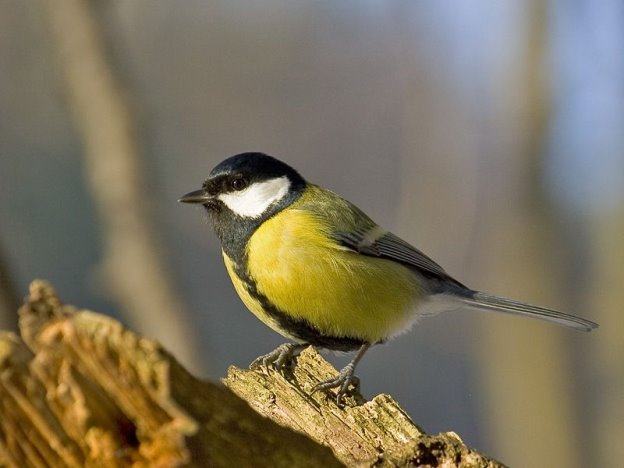Які птахи зимують в Україні та чим їх годувати: фото, корм